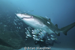 Grey Nurse Shark by Brian Slaughter 